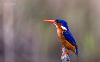 malachiet kingfisher