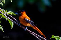 Red bellied Paradise Flycatcher,