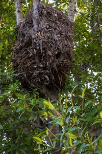 nest van de hamerkop