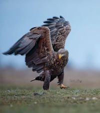 WT Eagle