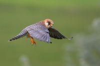 Redfooted falcon